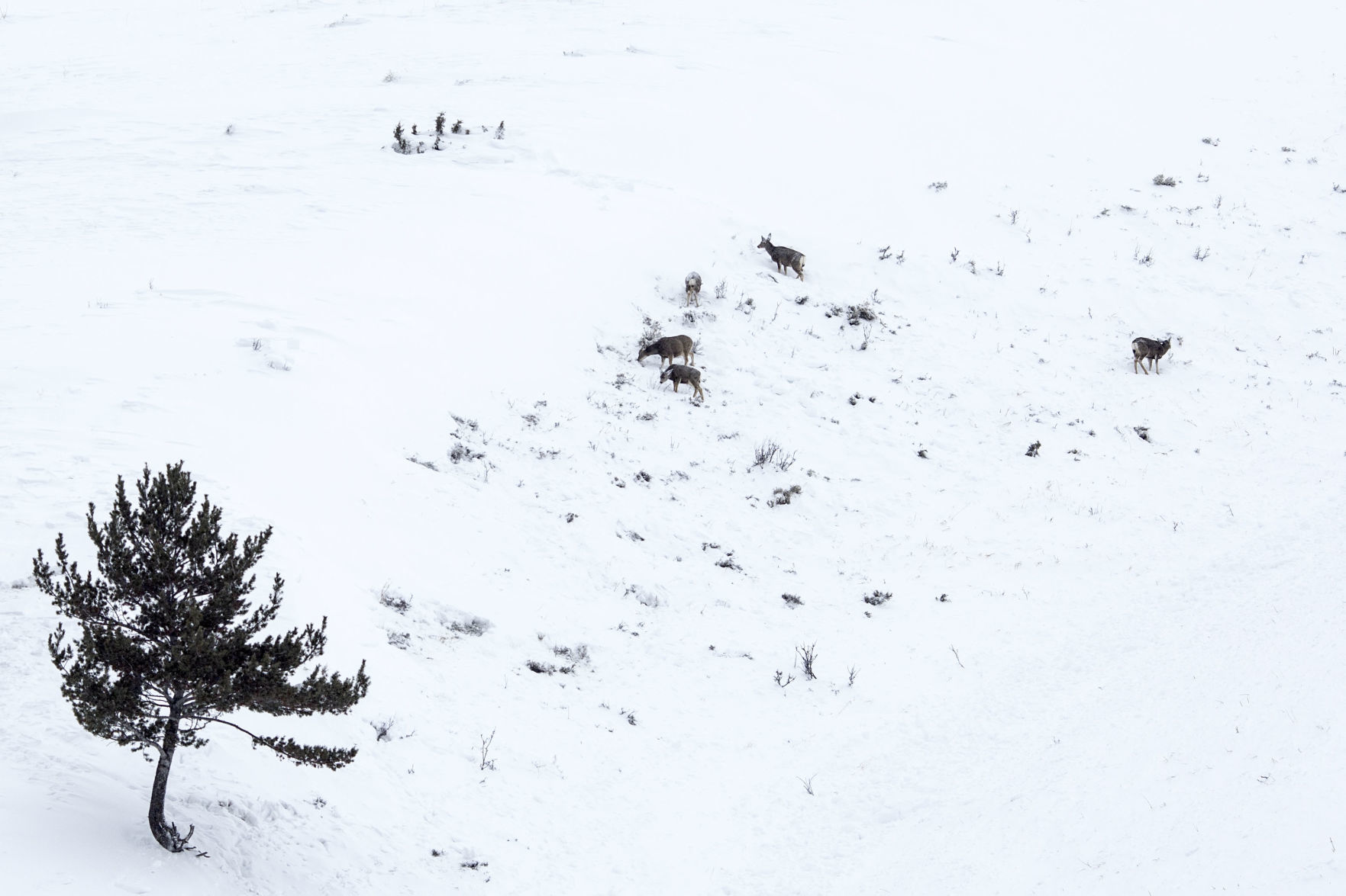 East Gros Ventre Butte avalanche